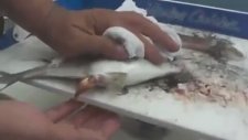 Avlanan Balığın İçinden Çıkan Yavru Balıklar