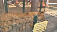Kendini Kedi Sanan Evcil Aslan