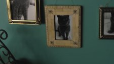Murder Of A Cat (2014) Fragman