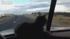 Kafasının üst geçide çarpacağını sanan kedi