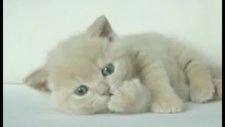 Yaramaz Şirin Kedi