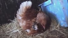 Kedi Yavrusunu Civciv Gibi Saran Tavuk