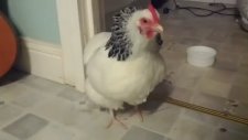 Hapşırınca Ödünüzü Koparan Tavuk