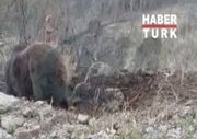 Ceset Yiyen Ayı Böyle Görüntülendi
