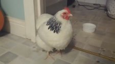 Hapşıran Tavuk çılgınlığı!