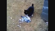 Ölü Taklidi Yaparak Kediden Kurtulan Güvercin