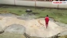 Timsah Adamın Yüzünü Parçaladı