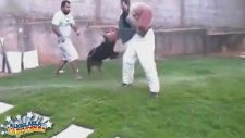 Eğitimcilerini Korkudan Öldüren Köpek