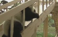 Pandaları Bu Kadar Eğlenirken Hiç Görmediniz!
