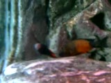 tropheus sp.bemba orange emreee