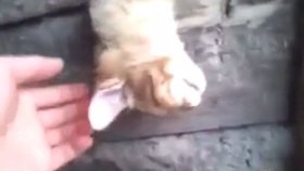 Çılgınlar Gibi Uyuyan Kedi