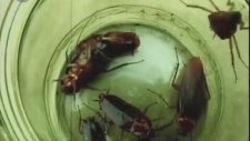 İğrenç Lezzet Durakları