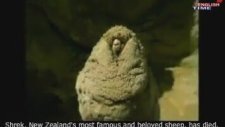 Kırpılmadan Kaçan Yeni Zelanda'lı Koyun Shrek