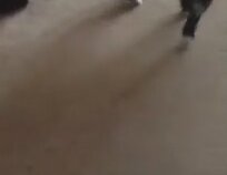 Köpek Nedir, Nasıl Sevilir? - İngilizce Konuşan Türk Kızı