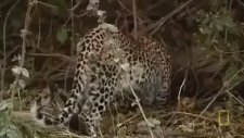 Legadema'nın Öyküsü - Leoparın Gözleri