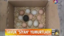 Siyah Yumurtlayan Tavuk