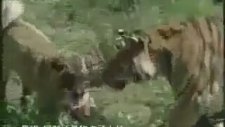 Aslan ile Sivas Kangalının Kapışması