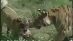 Aslan ile Sivas Kangalının Kapışması
