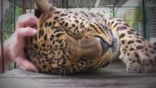 Az Daha Yukarıyı Kaşı Diyen Leopar