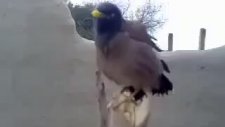 Bebek Ağlaması Gibi Ses Çıkaran Kuş