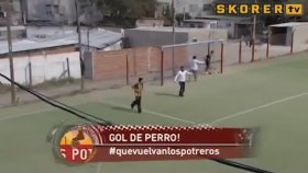 Golcü Köpek