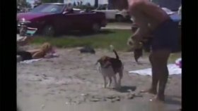 Plajda Bikini Üstü Çalan Eğitimli Köpek