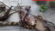 Yediği Köpeği Tekrar Çıkartan Piton Yılanı