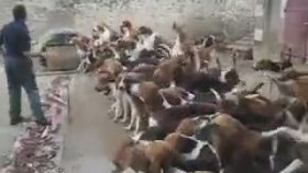 120 Köpeğin Aynı Anda Beslenmesi