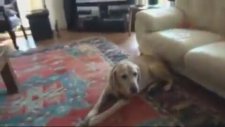 Köpeğin Haciz Edilmesi