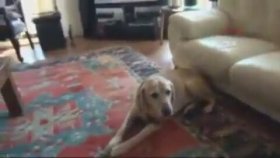Köpeğin Haciz Edilmesi