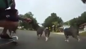 Köpeklerin Yardımıyla Kaykay Sürmek