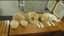 Köpeklerin Yemek Adabı