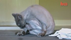 23 Kilosu T.ş.k Olan Kedi