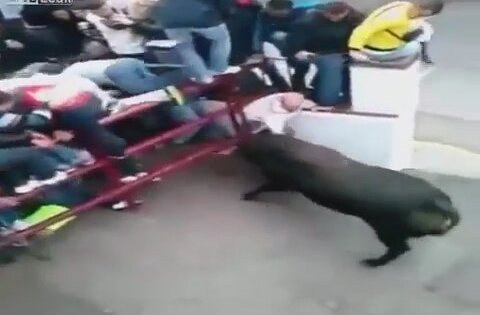 Boğanın Adamı Hallaç Pamuğu Gibi Atması | İzlesene.com