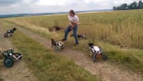 Eğlenen Engelli Köpekler