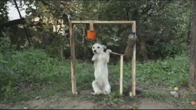 Ice Bucket Challange Yapan Köpek