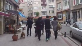 Kadıköy Sokaklarında 2 Pitbull ve 2 Rottweiler'ın Yanyana Yürümesi