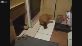 Kediyi Isıran Fare