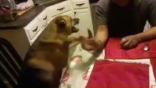 Köpekle Bilek Güreşi Yapmak