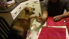 Köpekle Bilek Güreşi Yapmak