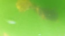 Orfoz Balığının Köpek Balığını Kapması