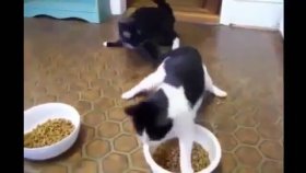 Sarhoş Edilen Kedilerin Mama Yeme Çabaları