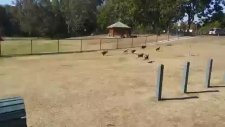 Tüm Köpekleri Peşinden Koşturmak