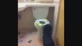 Tuvalet Eğitimi Abartılan Köpek