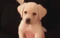 Gitar Sesiyle Şaşkına Dönen Yavru Köpek