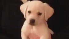Gitar Sesiyle Şaşkına Dönen Yavru Köpek