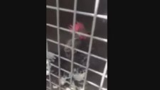 Ekmeleddin Diye Öten Horoz (Uzun Video)