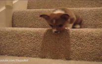 Yavru Köpeklerin Merdivenle Sınavı :)
