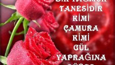 Panayır Tek Arkası