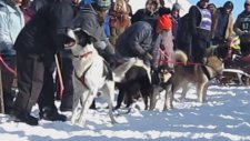Yarış Başlasın Diye Yalvaran Köpek